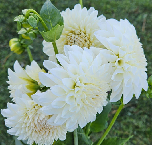 Dahlia Tuber Stoney Hill Farm Boom Boom White
