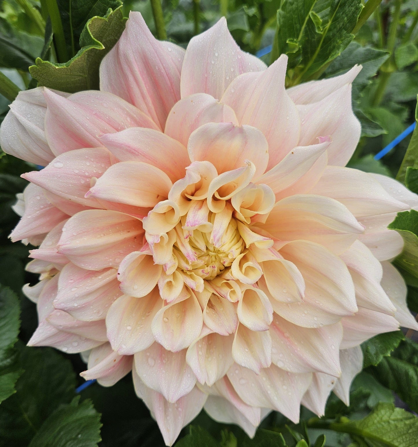 Dahlia Tuber Stoney Hill Farm Breakout