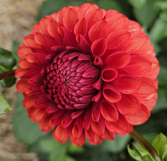 Dahlia Tuber Stoney Hill Farm Brown Sugar