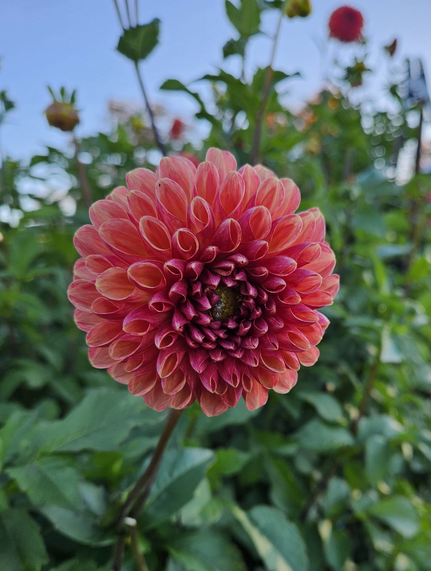 Dahlia Tuber Stoney Hill Farm Coseytown Bounty