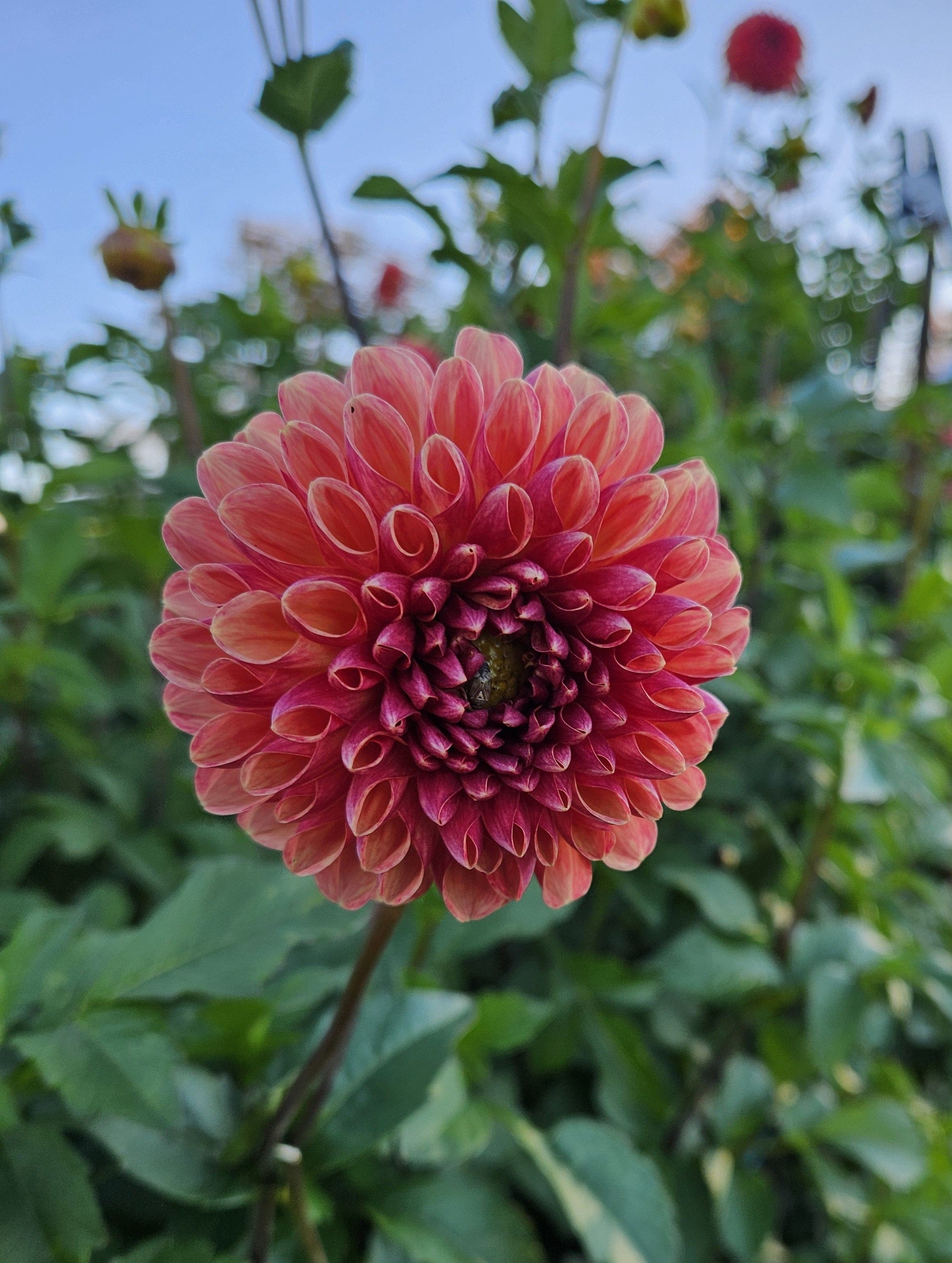 Dahlia Tuber Stoney Hill Farm Coseytown Bounty