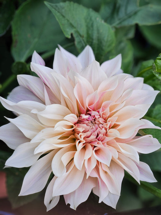 Dahlia Tuber Stoney Hill Farm Dahlia Cafe Au Lait