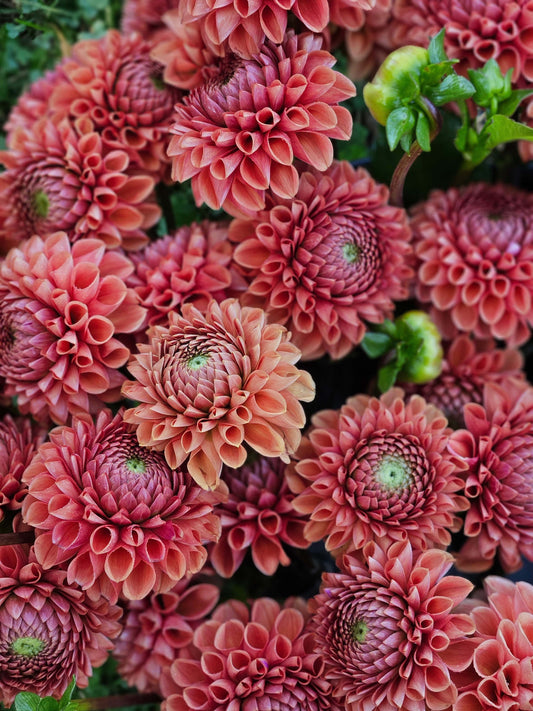 Dahlia Tuber Stoney Hill Farm Dahlia Cornel Bronze