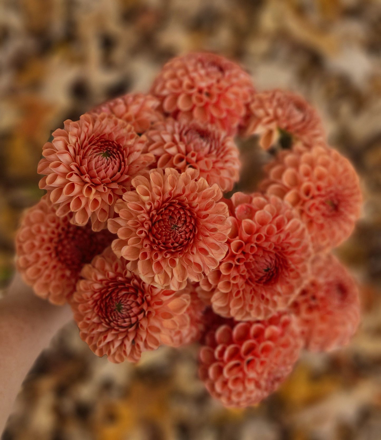 Dahlia Tuber Stoney Hill Farm Dahlia Cornel Bronze -5 Pack-