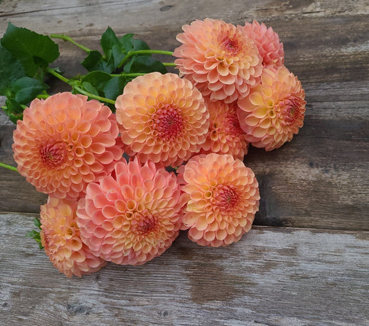 Stoney Hill Farm Dahlia Tuber Dahlia Jowey Nicky