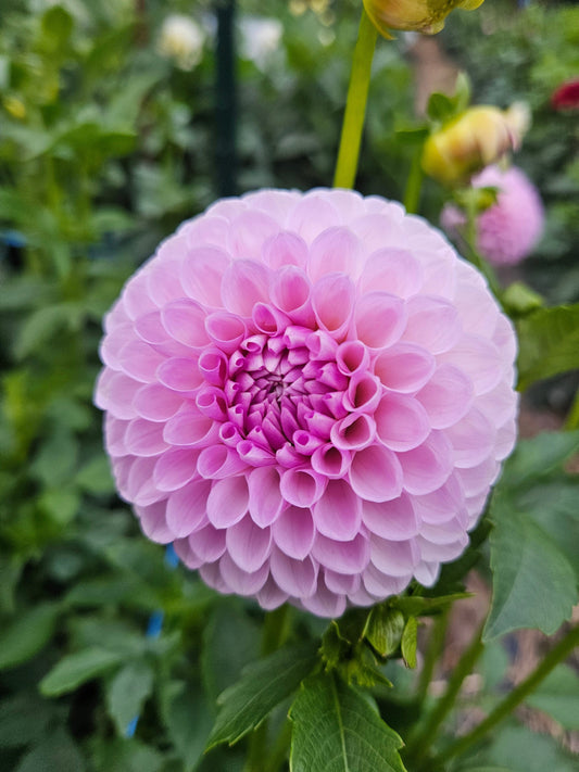 Dahlia Tuber Stoney Hill Farm Dahlia Megan Dean