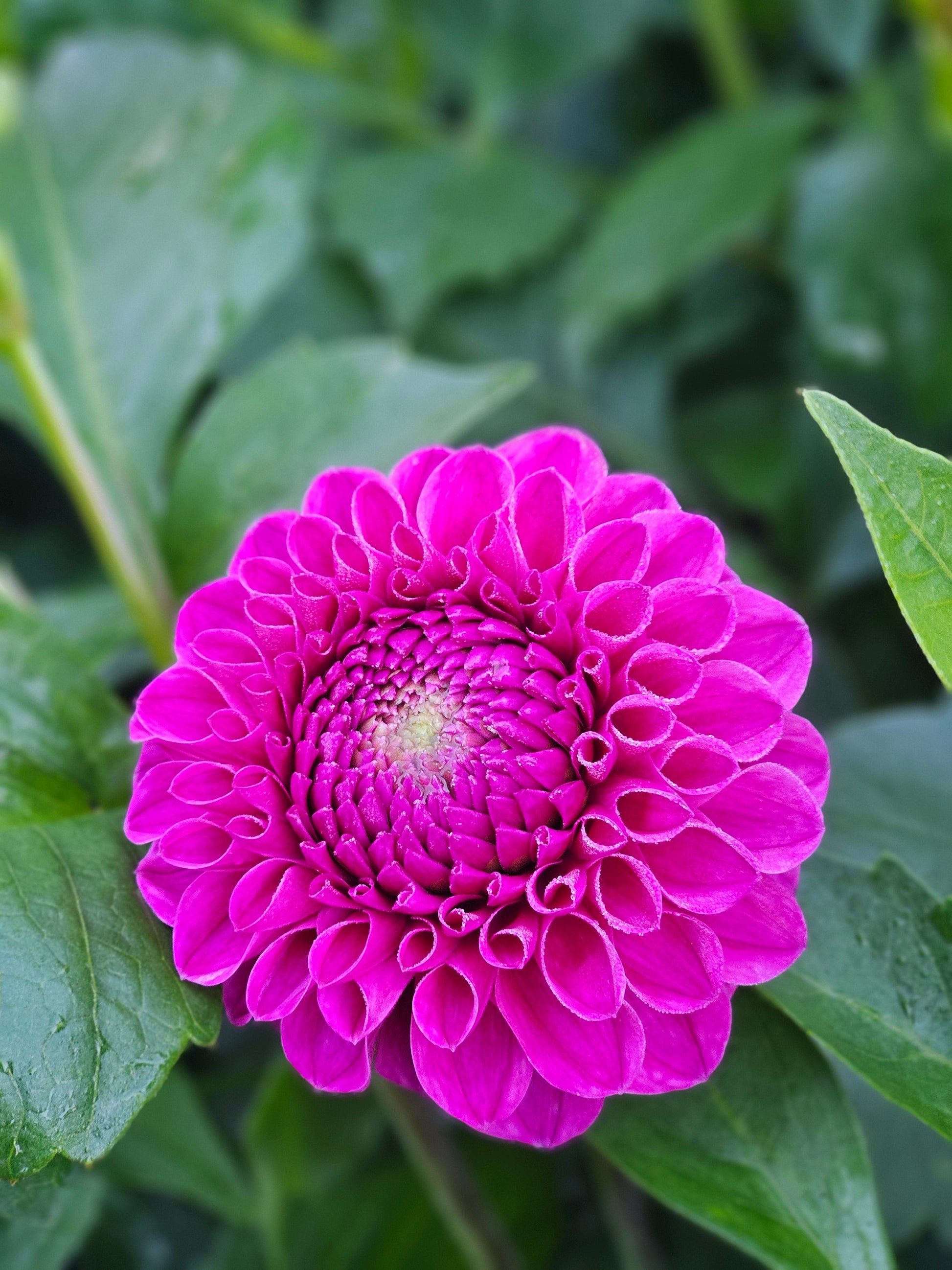 Dahlia Tuber Stoney Hill Farm Dahlia Nijinsky