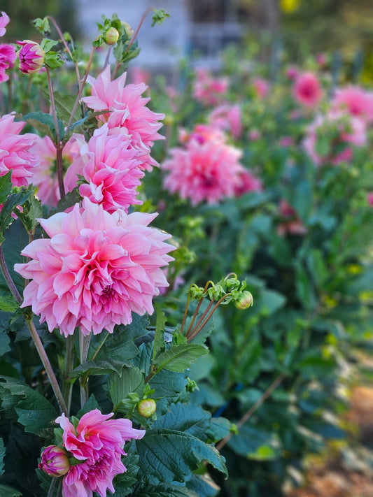 Dahlia Tuber Stoney Hill Farm Dahlia Otto's Thrill