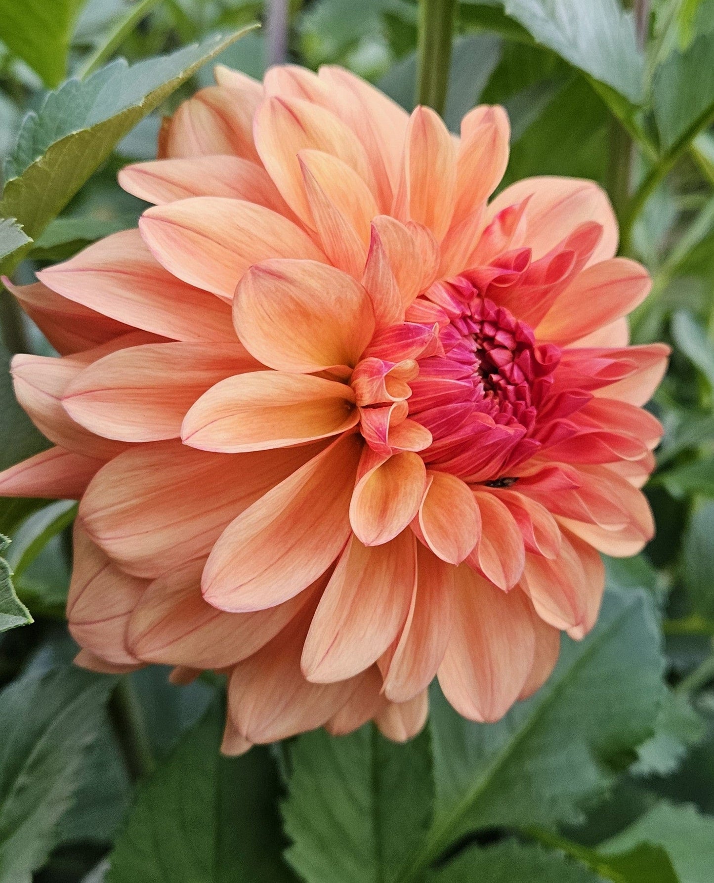 Dahlia Tuber Stoney Hill Farm Ferncliff Copper