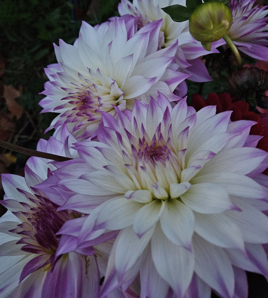 Dahlia Tuber Stoney Hill Farm Ferncliff Illusion