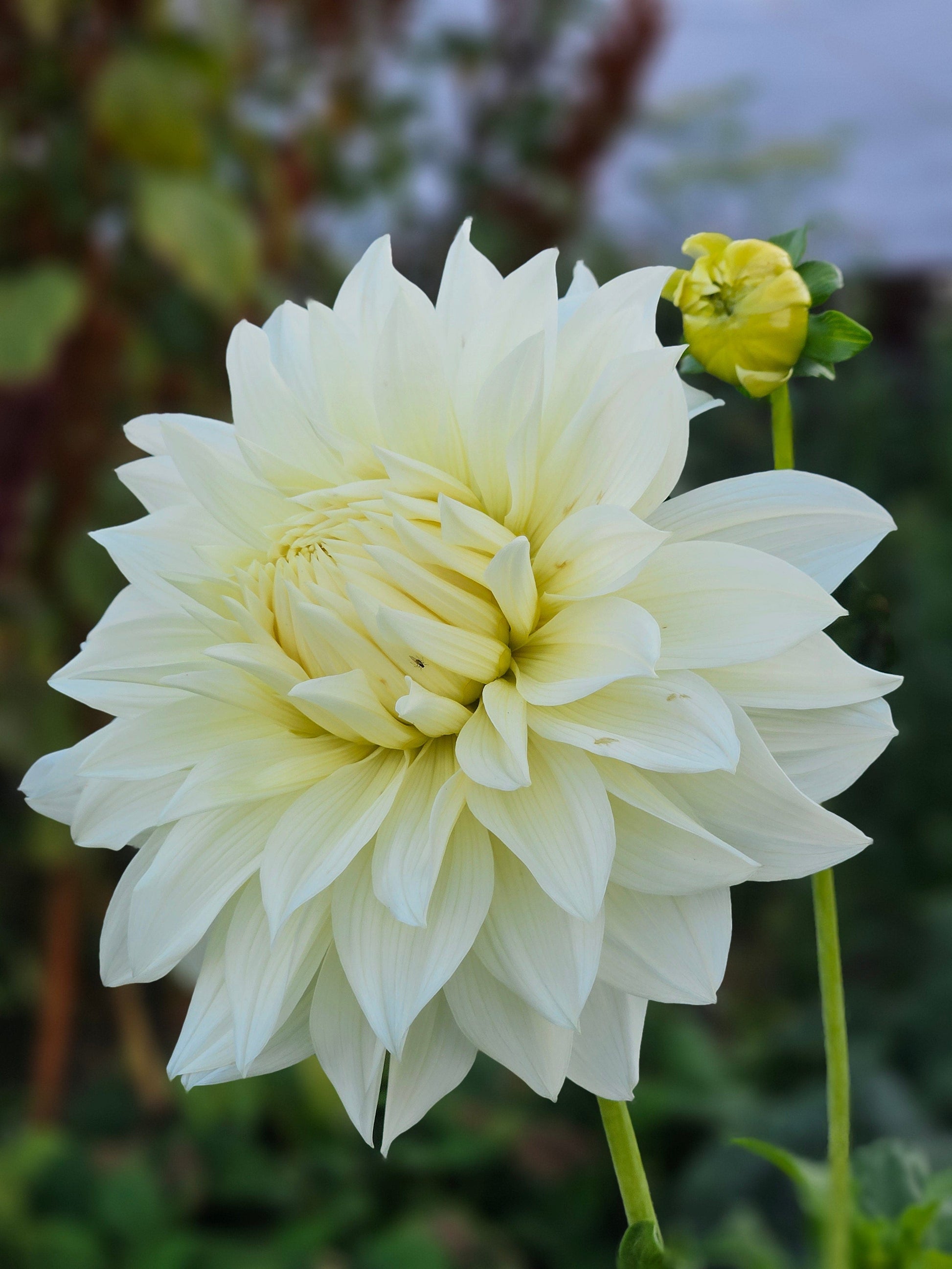 Dahlia Tuber Stoney Hill Farm Frozen