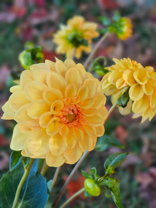 Dahlia Tuber Stoney Hill Farm Golden Scepter
