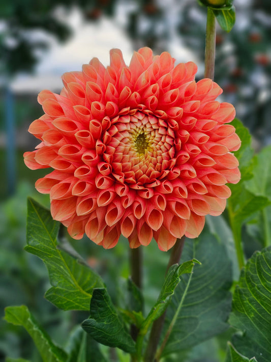Dahlia Tuber Stoney Hill Farm Jowey Chantal
