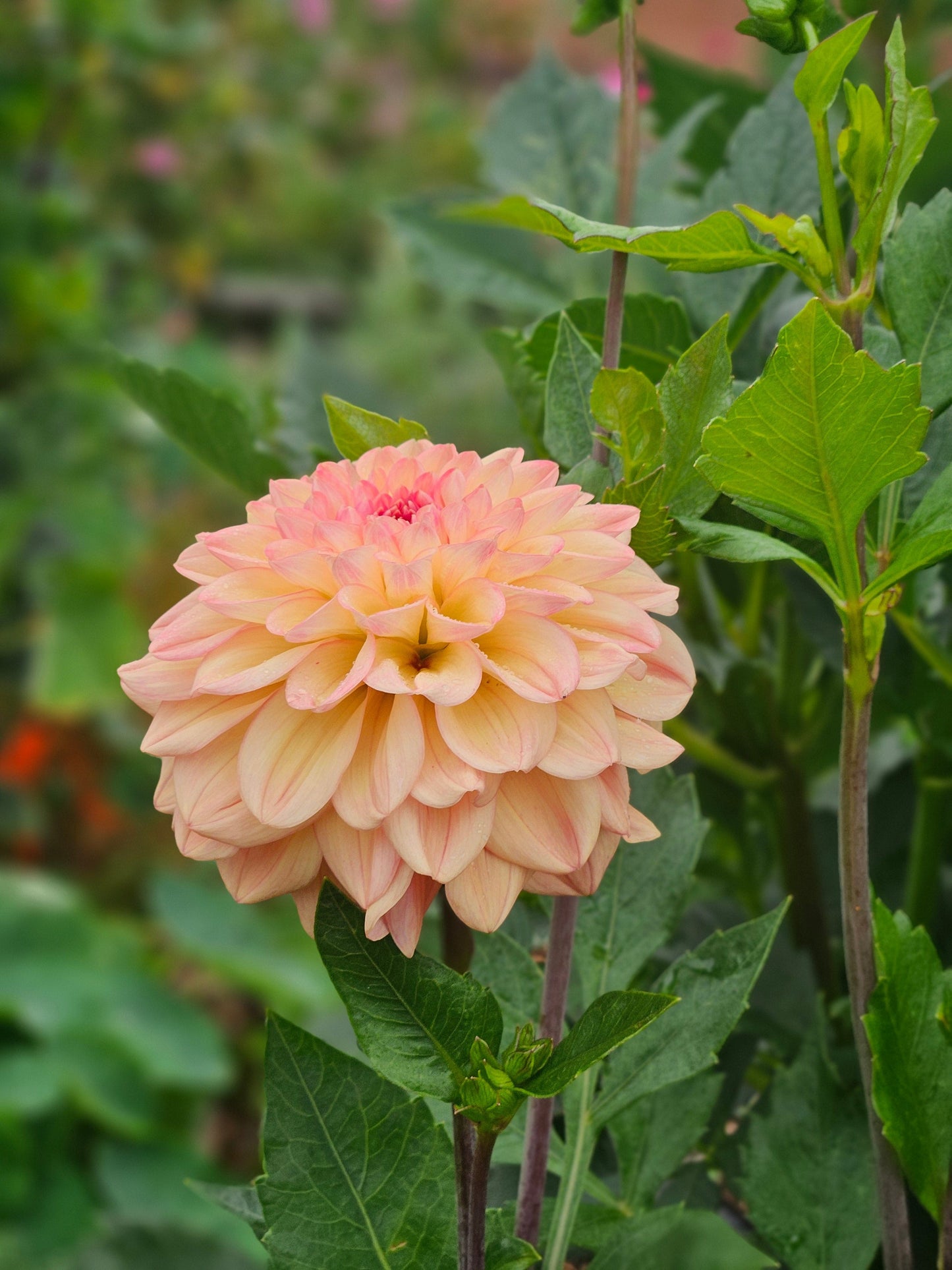 Dahlia Tuber Stoney Hill Farm Larke's Ebbe