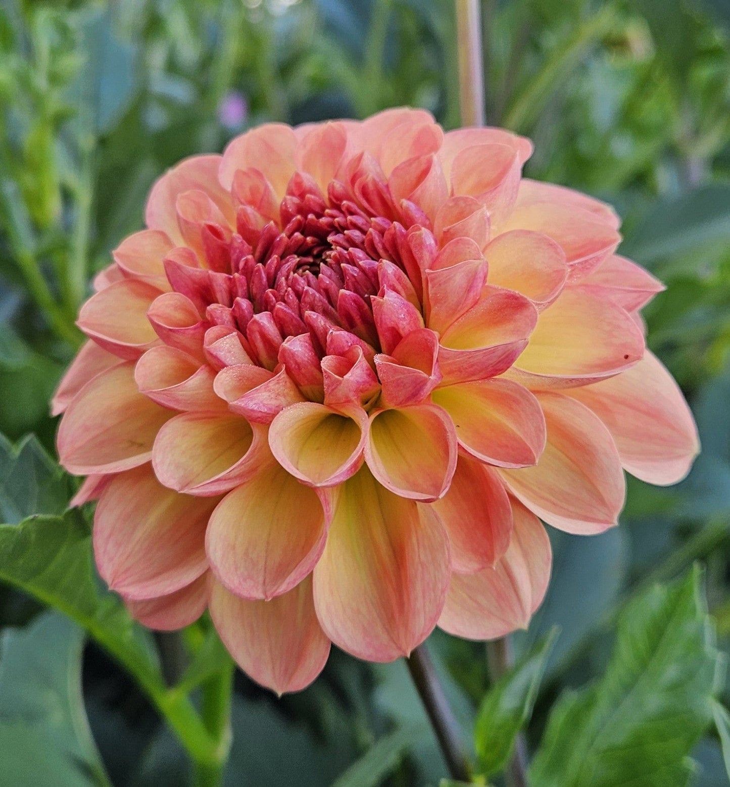 Dahlia Tuber Stoney Hill Farm Larke's Ebbe