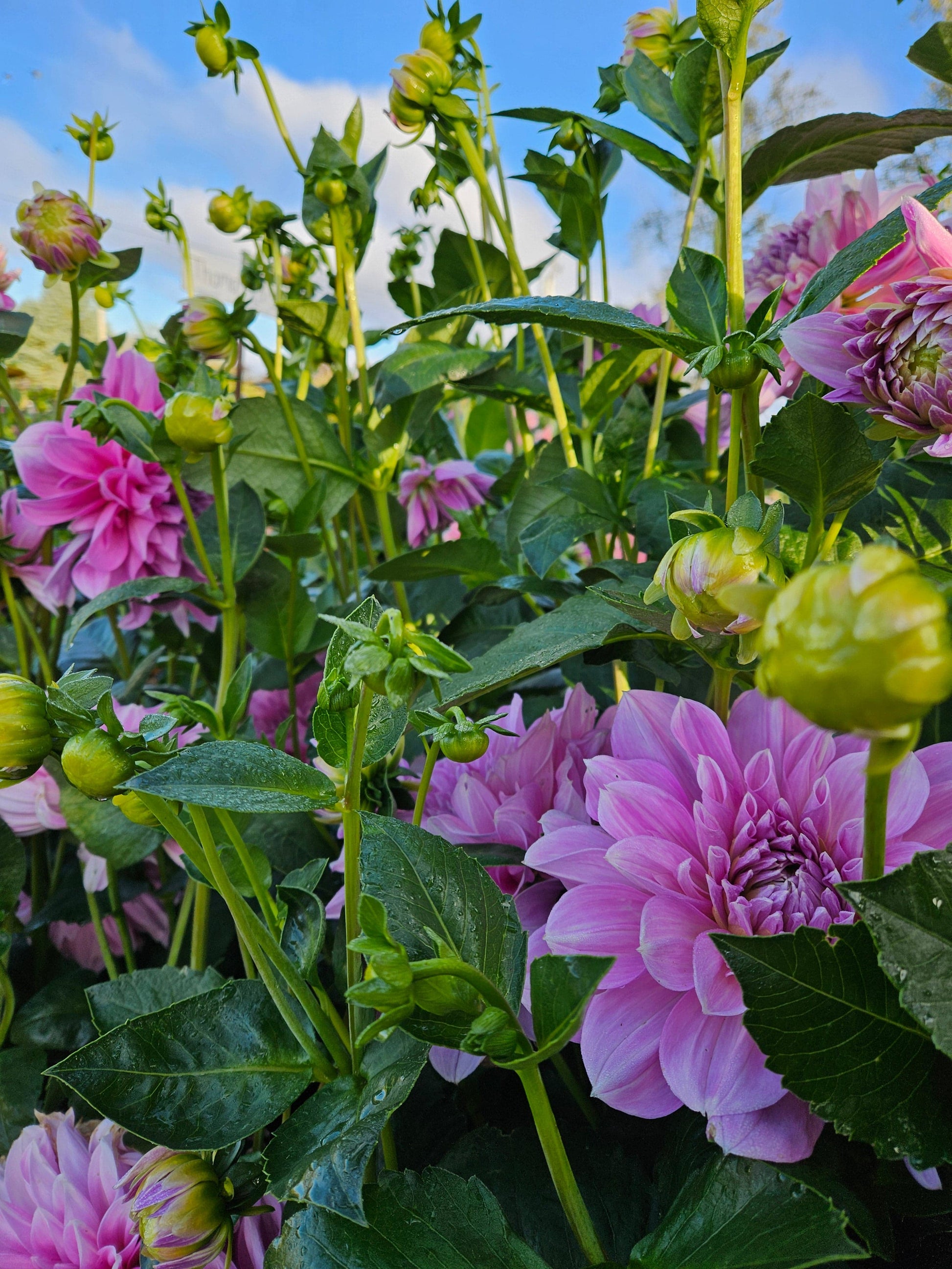 Dahlia Tuber Stoney Hill Farm Lavender Perfection