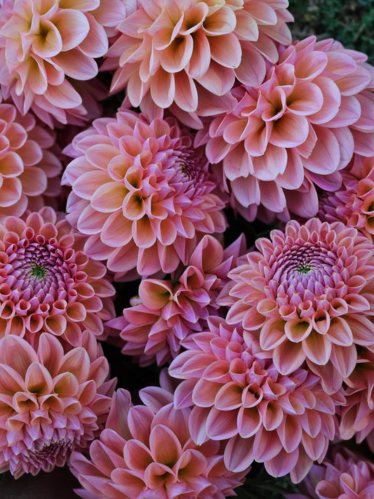 Dahlia Tuber Stoney Hill Farm Linda's Baby