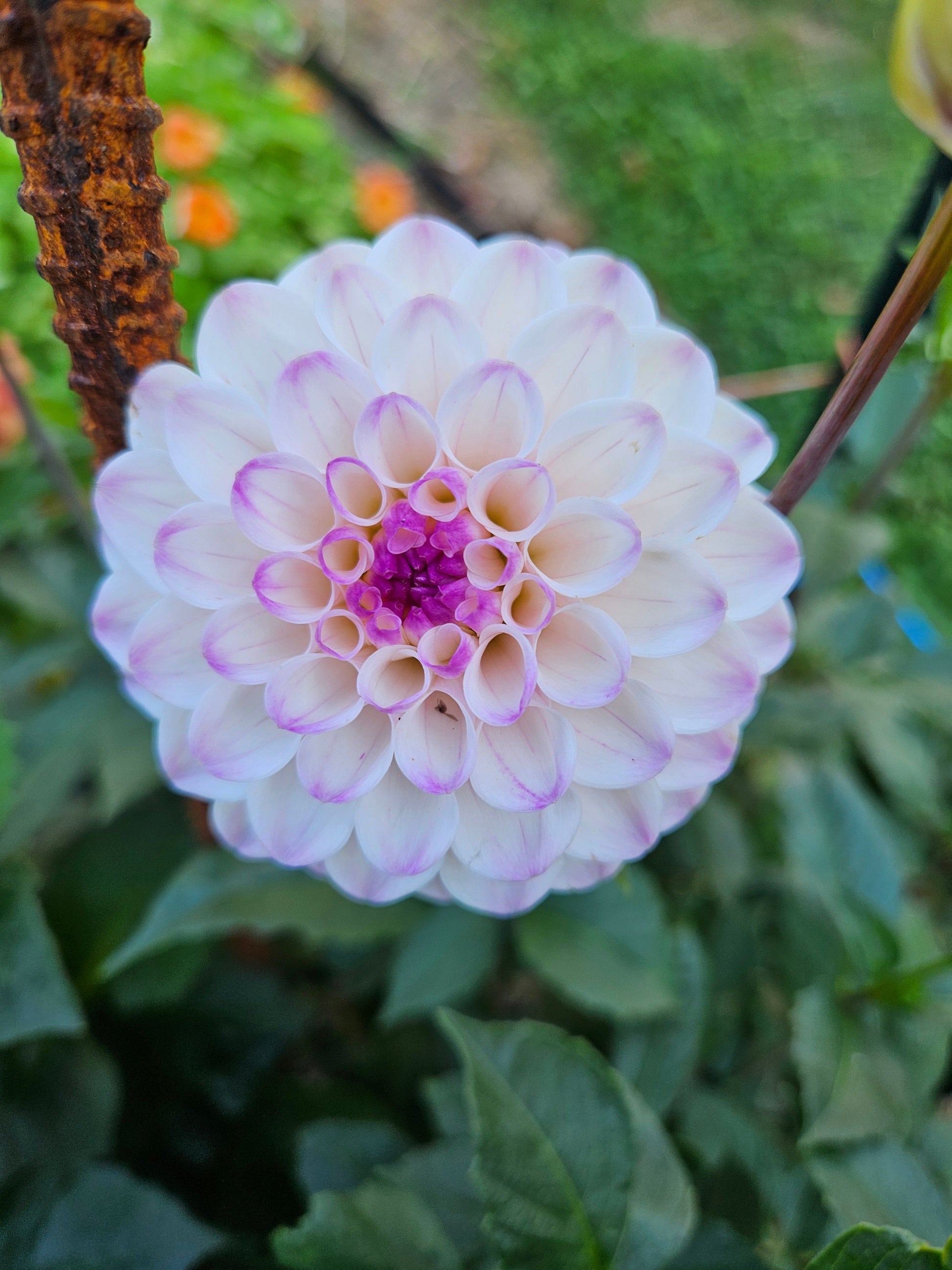 Dahlia Tuber Stoney Hill Farm Lyn's Louise