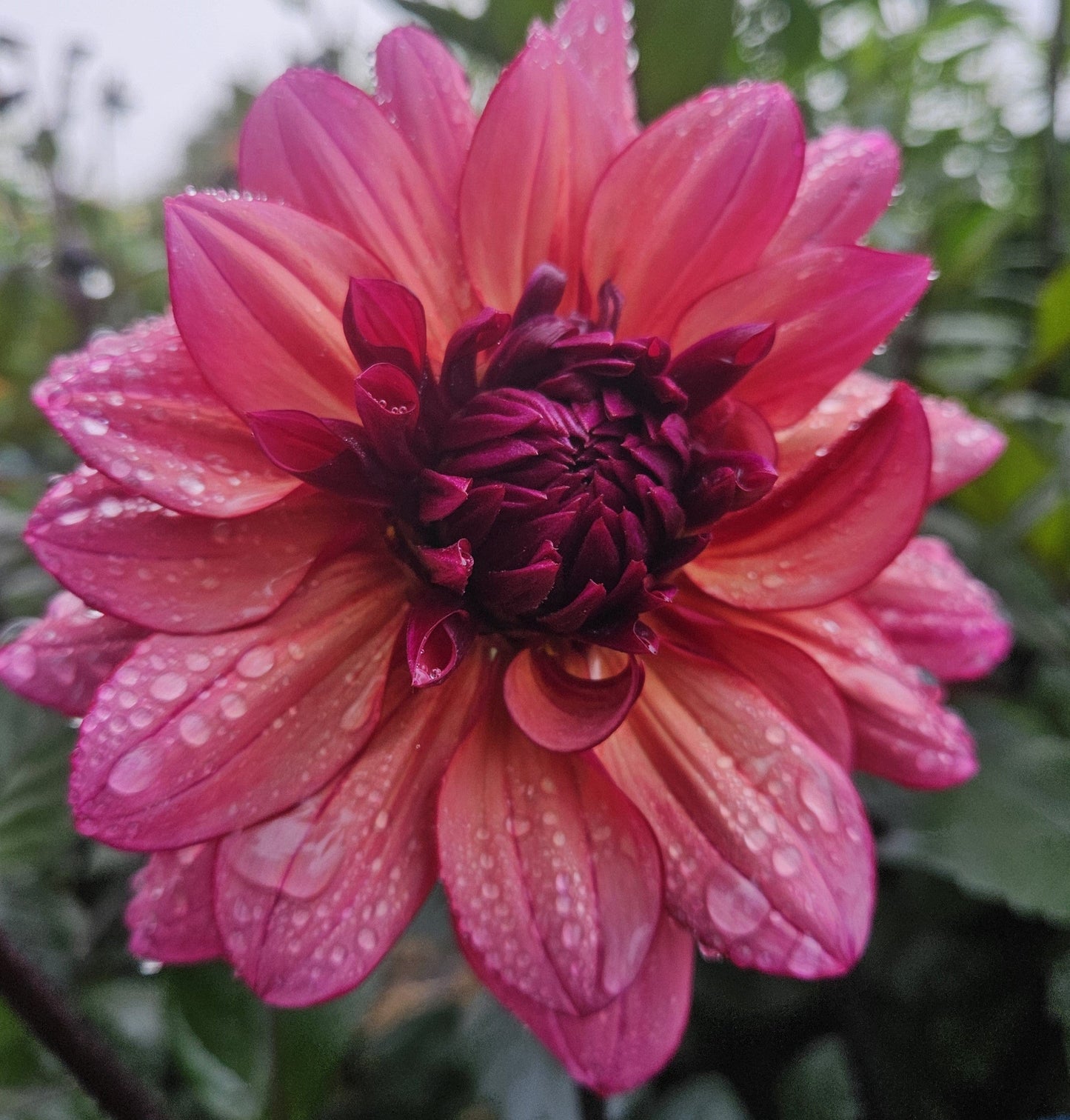 Dahlia Tuber Stoney Hill Farm Molly Raven