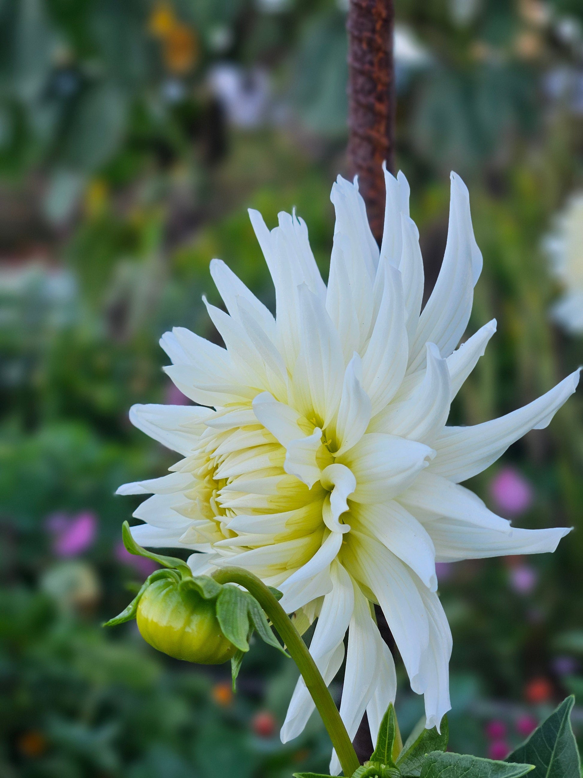 Dahlia Tuber Stoney Hill Farm My Love