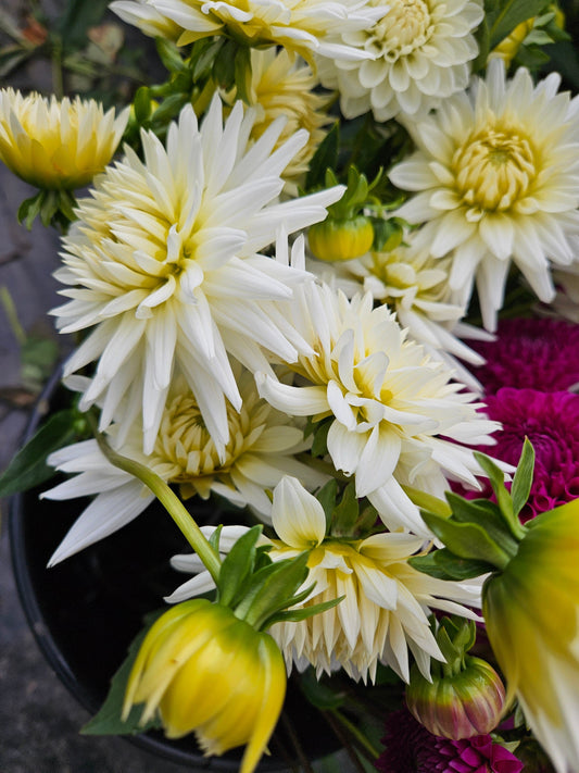 Dahlia Tuber Stoney Hill Farm My Love