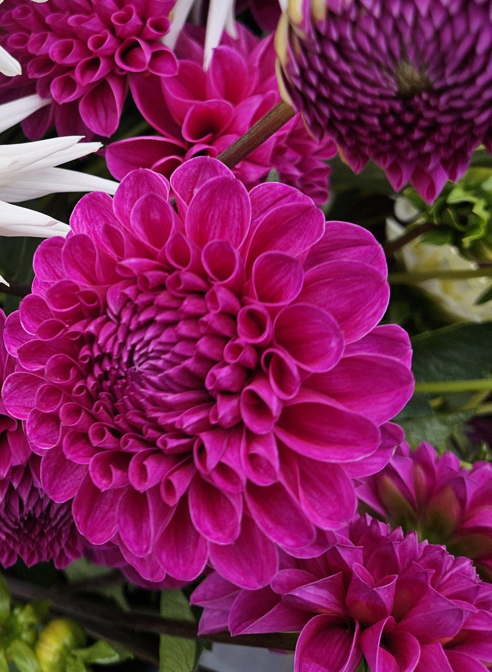 Dahlia Tuber Stoney Hill Farm Nijinsky