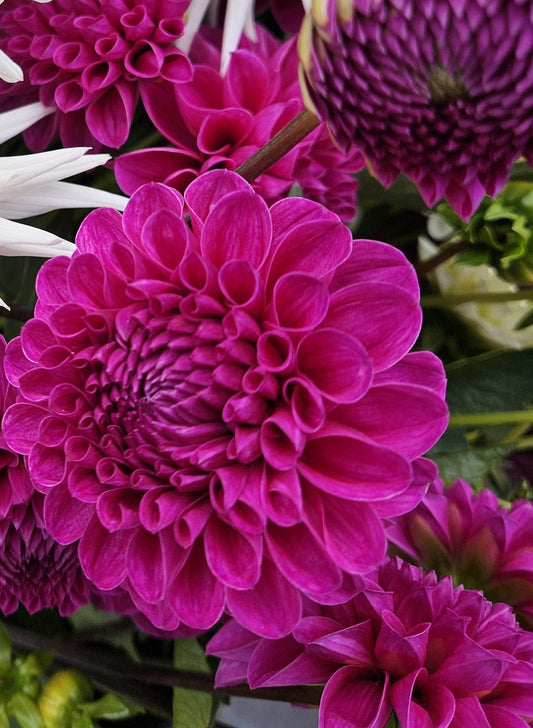 Dahlia Tuber Stoney Hill Farm Nijinsky