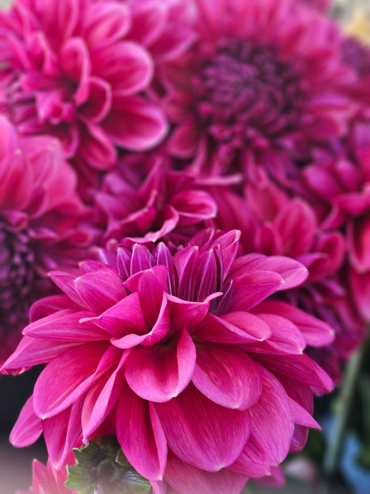 Dahlia Tuber Stoney Hill Farm Perch Hill