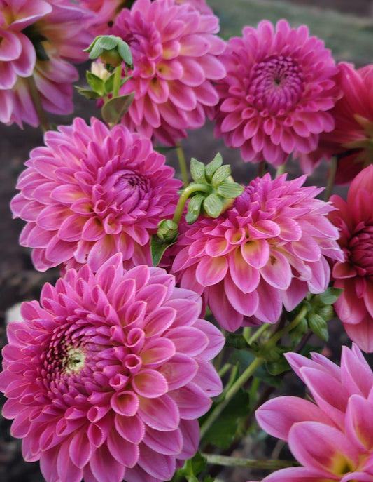 Dahlia Tuber Stoney Hill Farm Pink Suffusion