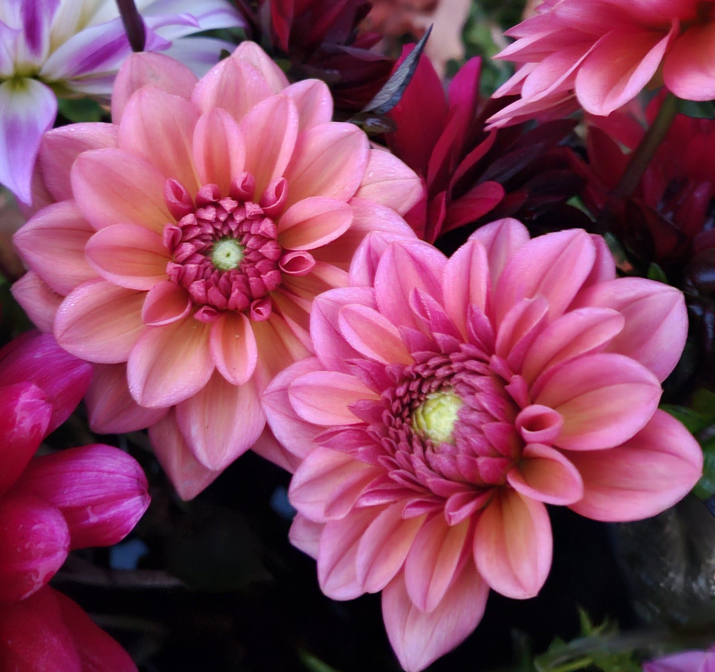 Dahlia Tuber Stoney Hill Farm Salmon Runner