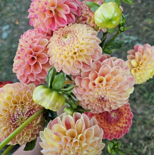 Dahlia Tuber Stoney Hill Farm Snoho Doris