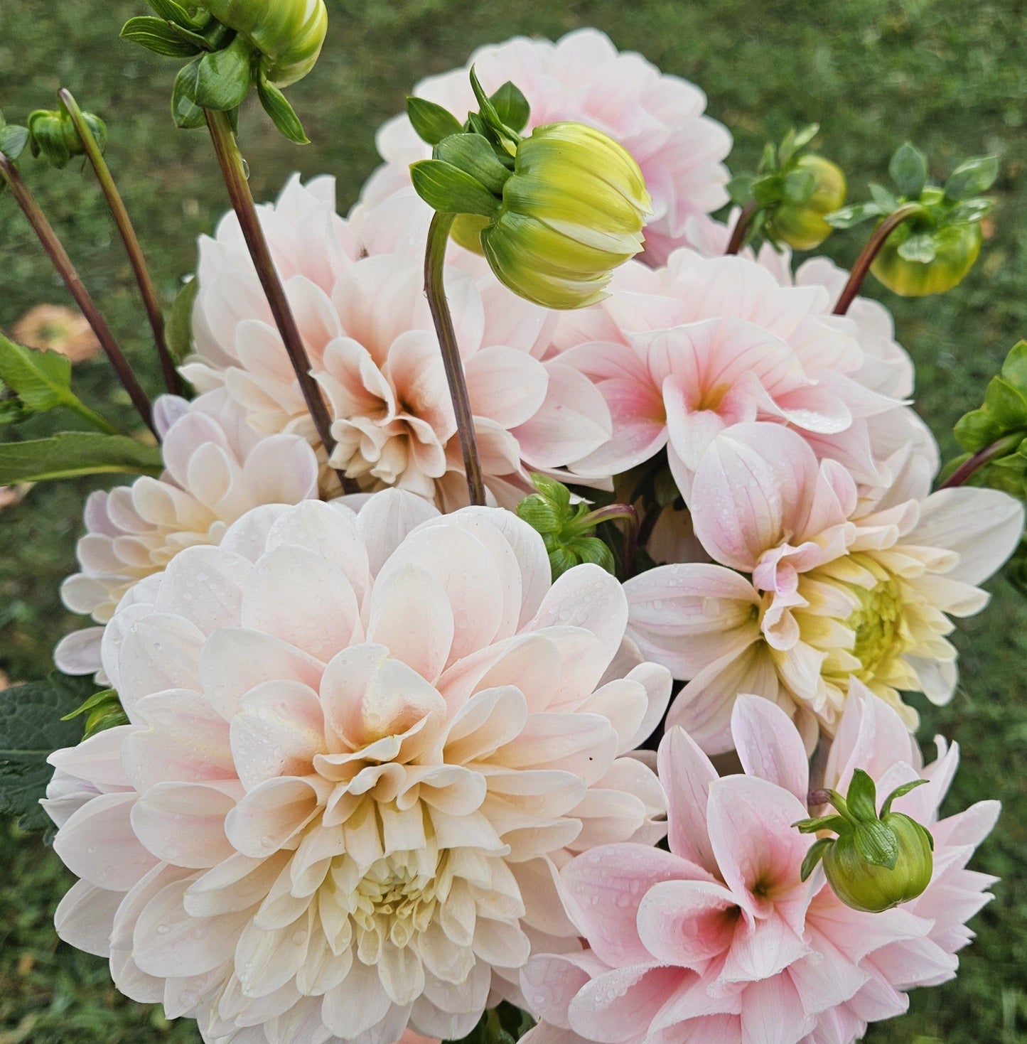Dahlia Tuber Stoney Hill Farm Sweet Nathalie