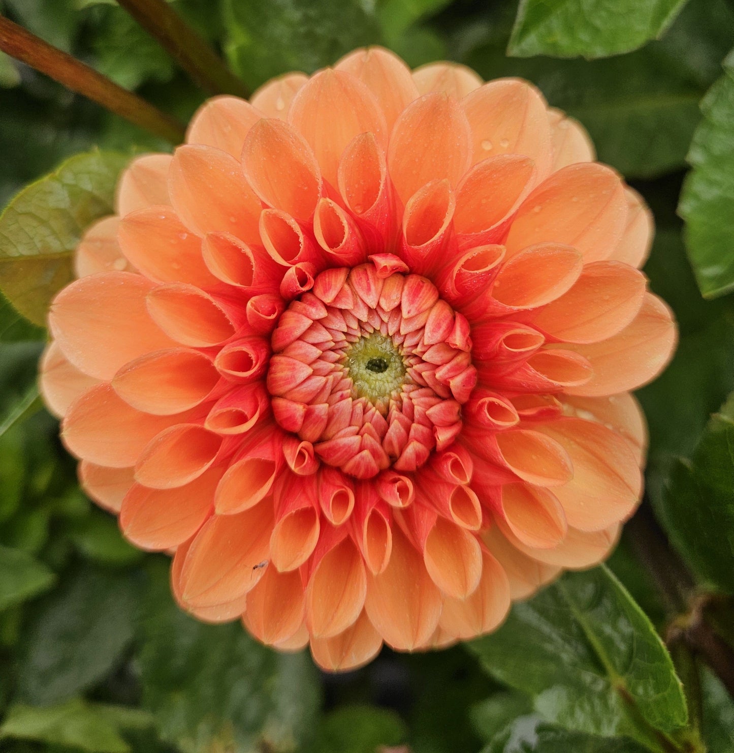 Dahlia Tuber Stoney Hill Farm Sylvia
