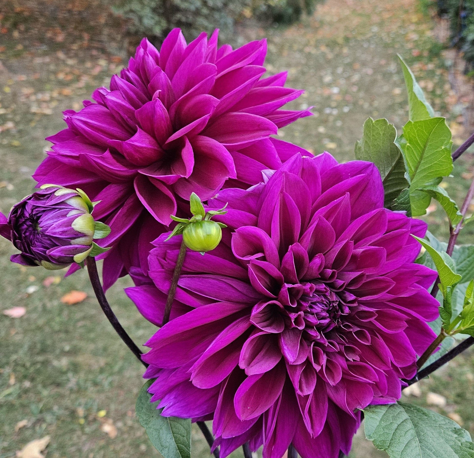 Dahlia Tuber Stoney Hill Farm Thomas Edison