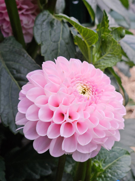 Dahlia Tuber Stoney Hill Farm Wizard of Oz