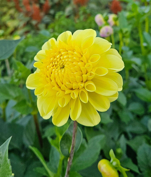 Dahlia Tuber Stoney Hill Farm Yellow Symphony