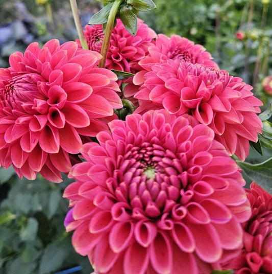Dahlia Tuber Stoney Hill Farm Zundert Mystery Fox